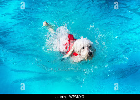 Piccolo grazioso barboncino bianco a nuotare in una piscina indossando un rosso del cavo di sicurezza o il giubbotto di salvataggio nella soleggiata blu acqua Foto Stock