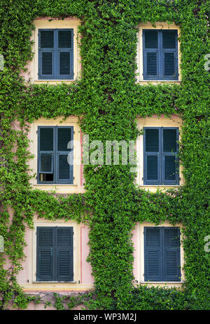 Una facciata di un edificio coperto di una foglia verde superriduttore ordinatamente rifilando circa le finestre con cornici blu in una piena vista del telaio Foto Stock
