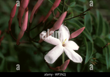 PRIMO PIANO DI UN FIORE BIANCO E GEMME DI GELSOMINO CINESE (JASMINUM POLYANTHUM) O GELSOMINO INVERNALE. Foto Stock