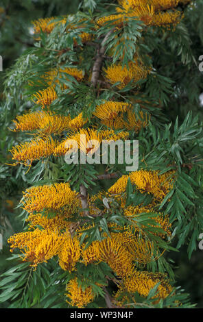 ROBUSTA di GREVILLEA (SILKY OAK, argento di quercia o di cascami di seta di corteccia di albero di quercia) Foto Stock