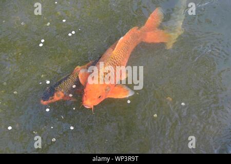 Carpe Koi o pesci che nuotano nell'acqua. Foto Stock