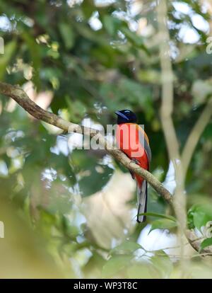 Scarlet-rumped Trogon (Harpactes duvaucelii), maschio seduta nella struttura ad albero, fiume Kinabatangan, Sabah Borneo, Malaysia Foto Stock