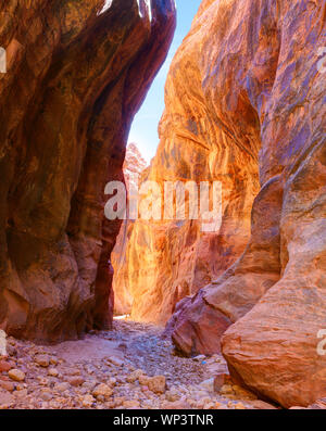 Il sentiero tra alte pareti di pietra arenaria in Daino canyon Gulch, Paria Canyon-Vermilion scogliere deserto vicino al confine Utah-Arizona, southern Uta Foto Stock