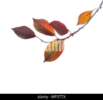 Ramo di ciliegio con colorate Foglie di autunno isolati su sfondo bianco. Prunus cerasus. Foto Stock