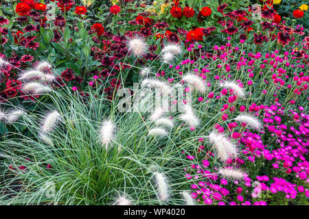 Letto colorato con fiori, Pennisetum, erba ornamentale, porpora, globo amaranto, zinnie, Rudbeckia hirta Foto Stock