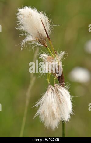 In Wollgras Makroaufnahme un einem Bachlauf. Foto Stock