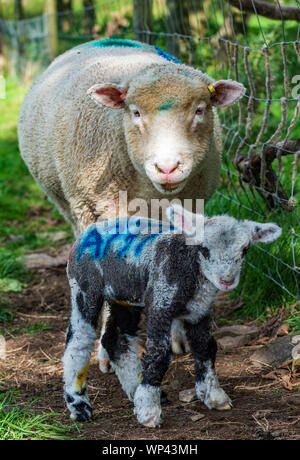 Derbyshire, Peak District, Inghilterra, Regno Unito. Un Dorset pecora con la sua tre giorni di età giovane agnello Foto Stock