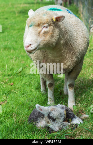 Derbyshire, Peak District, Inghilterra, Regno Unito. Un Dorset pecora con la sua tre giorni di età giovane agnello Foto Stock