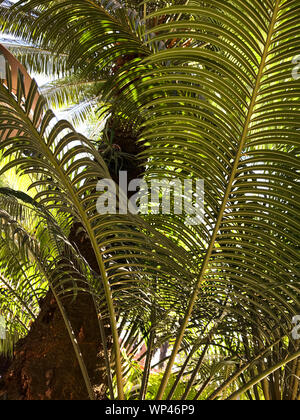 Bella pezzata Arecaceae ombrosi alberi di palma in Madagascar, molti sono molto rare e in pericolo di estinzione. Foto Stock