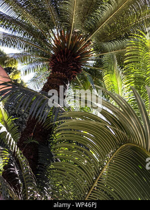 Bella pezzata Arecaceae ombrosi alberi di palma in Madagascar, molti sono molto rare e in pericolo di estinzione. Foto Stock