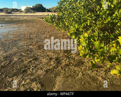 La mangrovia nera, germinans Avicennia, mostrando gli alberi sulla spiaggia circondato da molte radici aeree, il phneumatophores growint fuori verso il mare mi Foto Stock