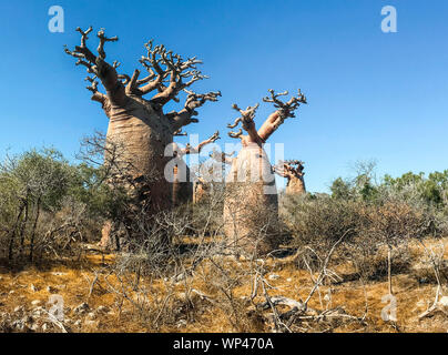 Alberi di baobab, Adansonia grandidieri, in inverno stagione asciutta senza foglie, vicino Andavadoaka nella foresta spinosa del sud ovest del Madagascar a nord di T Foto Stock