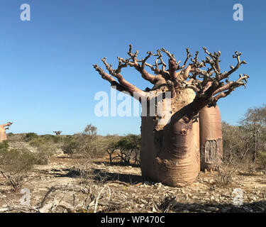 Alberi di baobab, Adansonia grandidieri, in inverno stagione asciutta senza foglie, vicino Andavadoaka nella foresta spinosa del sud ovest del Madagascar a nord di T Foto Stock