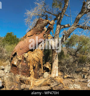 Distrutto Baobab, Adansonia grandidieri, in inverno stagione secca vicino Andavadoaka nella foresta spinosa del sud ovest del Madagascar a nord di Tuléar. Foto Stock
