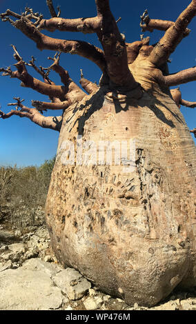 Alberi di baobab, Adansonia grandidieri, in inverno stagione asciutta senza foglie, vicino Andavadoaka nella foresta spinosa del sud ovest del Madagascar a nord di T Foto Stock