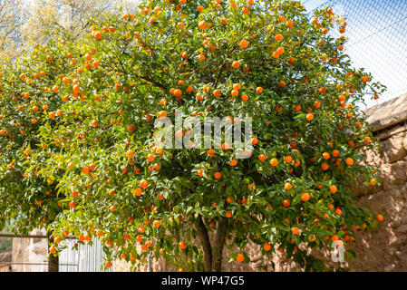 Aranci di Siviglia, carichi di frutta in Medina Azahara, Cordoba, Spagna, classica forma arrotondata contro un muro di pietra Foto Stock