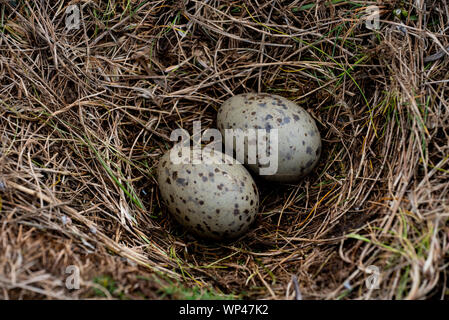 Due gabbiano di aringa, Larus argentatus, uova che giacciono in un nido aperto fatto di erba nelle Isole Farne, Northumberland, Regno Unito. Macchie marrone grigio verde oliva Foto Stock