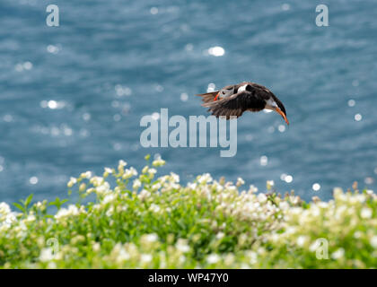 Unico puffini, farne, Northumberland, in volo, tornando al nesting burrow per alimentare il pufflings, pulcini. Sullo sfondo di un mare glinting in Foto Stock