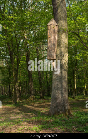 Alveare selvatico appeso a un albero in mezzo alla foresta. La Piccola Polonia, Polonia Foto Stock