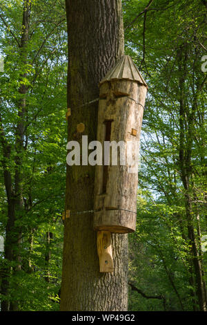 Alveare selvatico appeso a un albero in mezzo alla foresta. La Piccola Polonia, Polonia Foto Stock