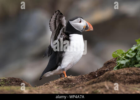 Atlantic puffini, Fratercula arctica, stirando le sue ali. Norvegia, Hornøya, Giugno 2018 Foto Stock