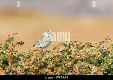 Prato, pipit Anthus pratensis, adulti appollaiato sulla boccola. Norvegia, Giugno 2018 Foto Stock