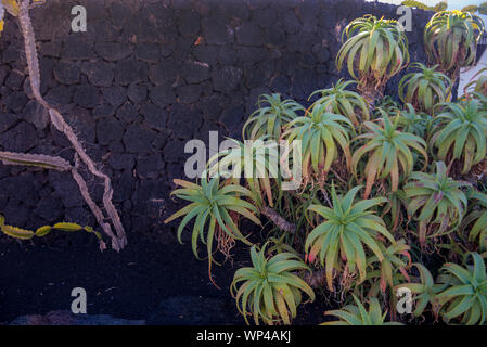 Lanzarote, Spagna Ottobre 15 2018: angolo del giardino con piante succulente e roccia vulcanica nera parete del egli Cesar Manrique Foundation, casa del Foto Stock