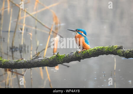 Common kingfisher (Alcedo atthis) è seduta sul ramo sopra l'acqua di un piccolo lago Foto Stock