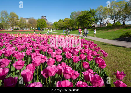 I tulipani in fiore nel maggiore Hill Park, centro di Ottawa, sul, CA Foto Stock