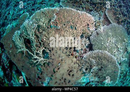 Grande Coral tavolo, Acropora sp, Lava Flow sito di immersione, Isole banda, Maluku, Indonesia Foto Stock