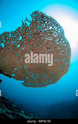 Corallo da tavolo grande, Acropora sp, con sole sullo sfondo, sito di immersione Lava Flow, Isole banda, Maluku, Indonesia Foto Stock