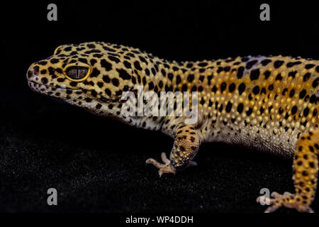 Geco leopardo Foto Stock