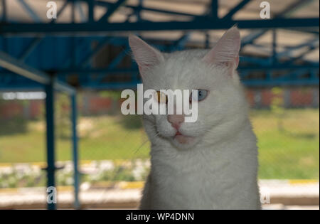 Gatti con Heterochromia speciale per Van, Turchia Foto Stock