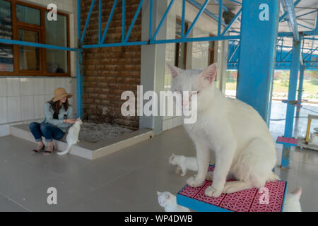 Gatti con Heterochromia speciale per Van, Turchia Foto Stock
