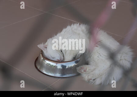 Gatti con Heterochromia speciale per Van, Turchia Foto Stock