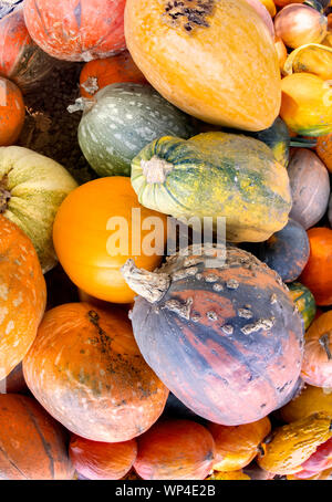 Magnifica antica quercia sul campo Foto Stock