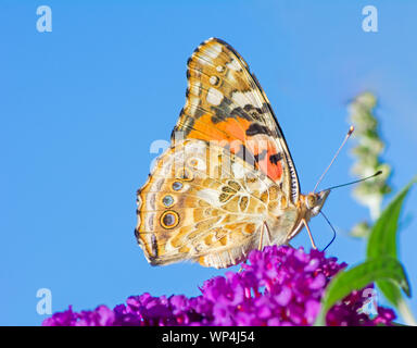 Dipinto di Lady farfalla sulla la fioritura di una bussola buddleia Foto Stock