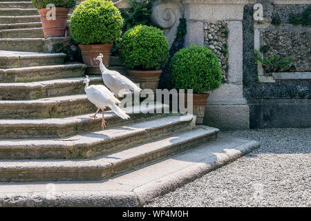 Due bellissimi pavoni bianchi salire le scale dell'antico palazzo Borromeo dell'Isola Bella, Lago Maggiore, Italia Foto Stock