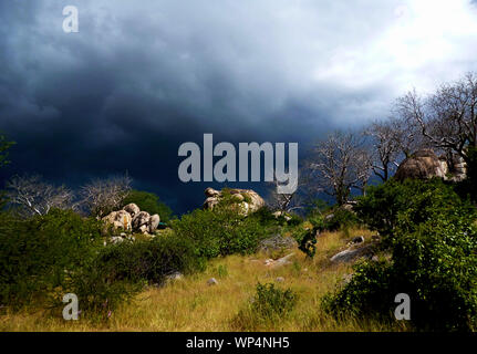 Aria di tempesta come una tempesta di estate si avvicina al affioramenti gramite al fiume Ruaha Camp. Pioggia nuvole sviluppare oltre la scarpata area sulla frangia Foto Stock