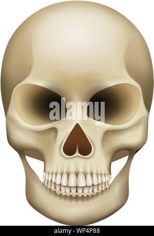 Cranio isolato illustrazione Illustrazione Vettoriale