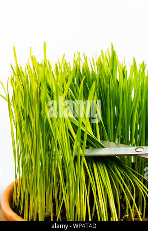 Fresca giovani wheatgrass crescere in un vaso in terracotta isolati contro uno sfondo bianco. L erba del campo vengono raccolte utilizzando delle forbici. Foto Stock