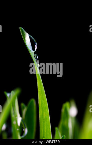 Concetto di immagine per un ambiente sano e pulito che mostra una vista ravvicinata di goccioline di acqua piovana isolati su pale di wheatgrass fresco. Foto Stock