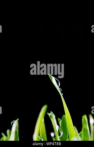 Concetto di immagine per un ambiente sano e pulito che mostra una vista ravvicinata di goccioline di acqua piovana isolati su pale di wheatgrass fresco. Foto Stock