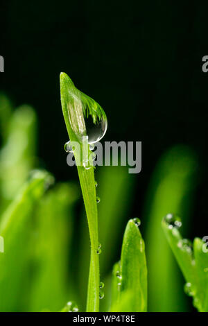 Concetto di immagine per un ambiente sano e pulito che mostra una vista ravvicinata di goccioline di acqua piovana isolati su pale di wheatgrass fresco. Foto Stock