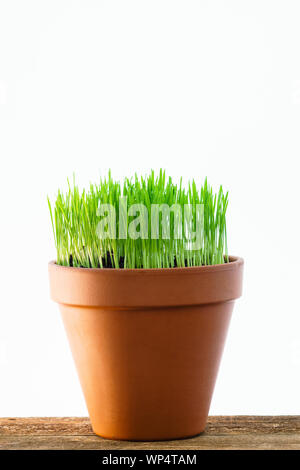 Fresca giovani wheatgrass crescere in un vaso in terracotta isolati contro uno sfondo bianco. Foto Stock