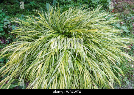 Erba di Hakone,giapponese erba foresta Hakonechloa macra 'Albovariegata' Foto Stock