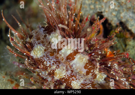 Variabile ostrica spinosa, varians di Spondylus, con spine insolitamente lunghe, luogo d'immersione #9 della pozione d'amore, Isola di Balbulol, Misool, Ampat di Raja, Papua occidentale Foto Stock