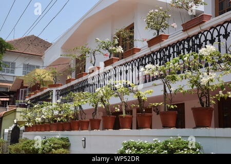 Piante in vaso, Cochin, Kerala, India Foto Stock