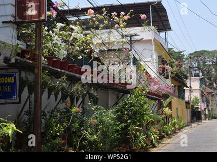 Piante in vaso, Cochin, Kerala, India Foto Stock