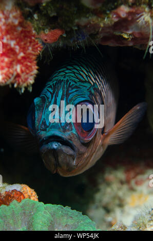 Shadowfin Soldierfish, Myripristis adusta, Blue Magic dive site, Mioskon, Dampier Strait, Raja Ampat, West Papua, Indonesia Foto Stock